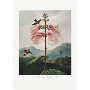 Ilustrace LargeaFlowering Sensitive Plant from The Temple of Flora (1807), Studio Collection, (30 x 40 cm)