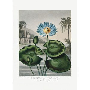Ilustrace The Blue Egyptian Water-Lily from The Temple of Flora (1807), Studio Collection, (30 x 40 cm)