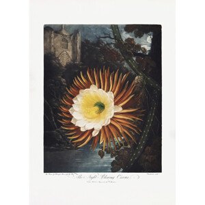 Ilustrace The NightaBlowing Cereus from The Temple of Flora (1807), Studio Collection, (30 x 40 cm)