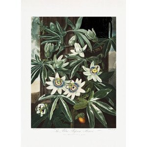 Ilustrace The Passiflora Cerulea from The Temple of Flora (1807), Studio Collection, (30 x 40 cm)