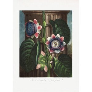 Ilustrace The Quadrangular Passion Flower from The Temple of Flora (1807), Studio Collection, (30 x 40 cm)