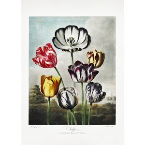 Ilustrace Tulips from The Temple of Flora (1807), Studio Collection, (30 x 40 cm)
