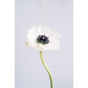 Umělecká fotografie Precious Anemone, uplusmestudio, (26.7 x 40 cm)