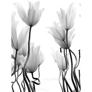 Ilustrace Tulips, Ivan Lesica, (30 x 40 cm)
