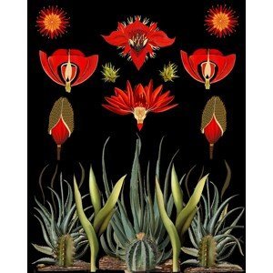 Ilustrace Cactus and Succulent Invention, giovanna nicolo, (30 x 40 cm)