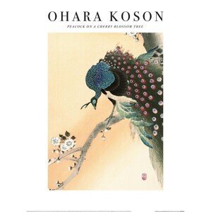 Umělecký tisk Ohara Koson - Peacock on a Cherry Blossom Tree, (30 x 40 cm)