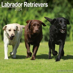 Kalendář 2024 Labradorský retrívr - Mix