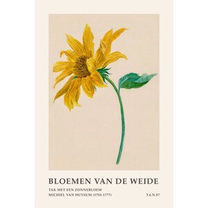 Ilustrace Autumn Sunflower (Meadow Flowers) - Michiel van Huysum, (26.7 x 40 cm)
