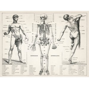 Ilustrace Antique Illustration of the Human Body & Skeleton (Biology), (40 x 30 cm)