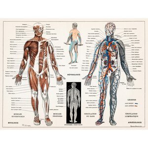Ilustrace Antique Illustration of the Human Nervous & Muscular System, (40 x 30 cm)