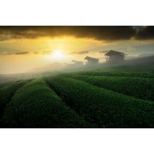 Umělecká fotografie misty sunrise in tea garden, NingYun Ye, (40 x 26.7 cm)