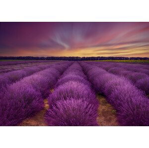 Umělecká fotografie Lavender field, Nikki Georgieva V, (40 x 26.7 cm)