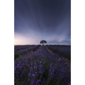 Umělecká fotografie The tree and the lavender, Jorge Ruiz Dueso, (26.7 x 40 cm)