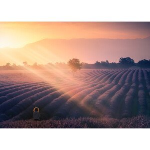 Umělecká fotografie Walking among lavenders, joanaduenas, (40 x 30 cm)