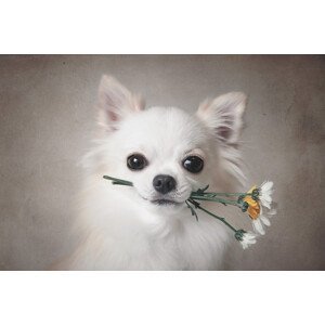 Umělecká fotografie Chihuahua with flowers, Lienjp, (40 x 26.7 cm)