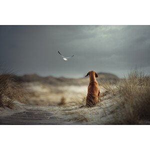 Umělecká fotografie FREEDOM, Heike Willers, (40 x 26.7 cm)