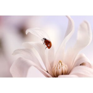 Umělecká fotografie Ladybird with Magnolia, Ellen van Deelen, (40 x 26.7 cm)
