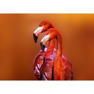 Umělecká fotografie Flamingo Portrait, Richard Reames, (40 x 30 cm)