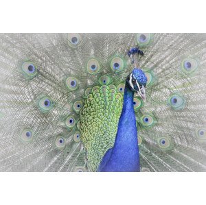 Umělecká fotografie Peacock, Yuzheng Ren, (40 x 26.7 cm)