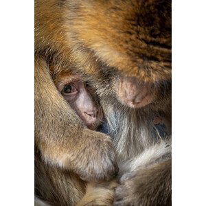 Umělecká fotografie Berber Monkey Baby in Motherly Care, Ulrike Leinemann, (26.7 x 40 cm)