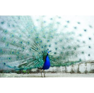 Umělecká fotografie Peacock, Piera Polo, (40 x 26.7 cm)