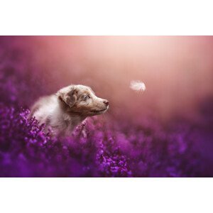 Umělecká fotografie Puppy magic, Ve Shandor, (40 x 26.7 cm)