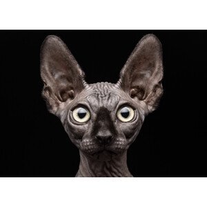 Umělecká fotografie Sphynx Cat, Patrick Matte, (40 x 30 cm)