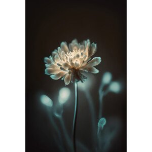 Umělecká fotografie Inner Glowing, Treechild, (26.7 x 40 cm)