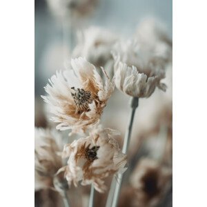 Umělecká fotografie Dry Pastel Flowers No 3, Treechild, (26.7 x 40 cm)