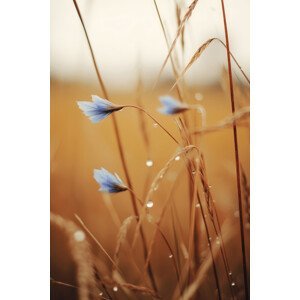 Umělecká fotografie Blue Corn Flowers, Treechild, (26.7 x 40 cm)