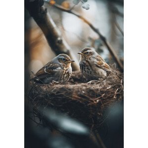Umělecká fotografie Birds In Nest No 2, Treechild, (26.7 x 40 cm)