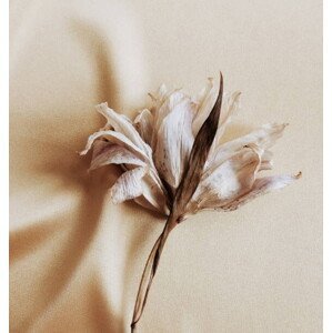 Umělecká fotografie dry flower lily close up on beige silk  background . macro flower.Minimal floral card. Fine art poster, IrenaStar, (40 x 40 cm)