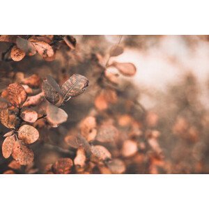 Umělecká fotografie autumn scene with orange leaves and blurred brown branches, gadost, (40 x 26.7 cm)