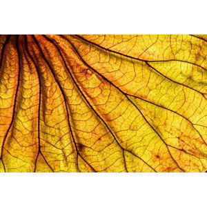 Umělecká fotografie Abstract backlit leaf background, ilbusca, (40 x 26.7 cm)
