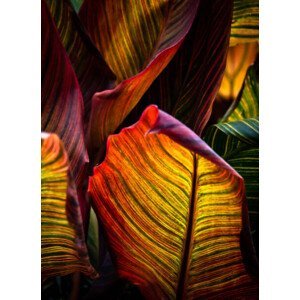 Umělecká fotografie Vibrant Coloured Leaves of Canna Plant, Nancybelle Gonzaga Villarroya, (30 x 40 cm)