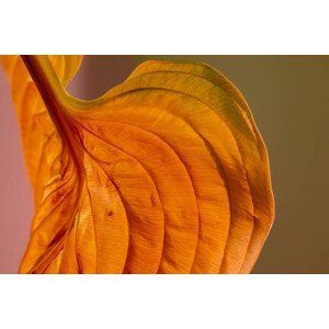 Umělecká fotografie Wilted Old Textured Hosta Leaf, Nancybelle Gonzaga Villarroya, (40 x 26.7 cm)