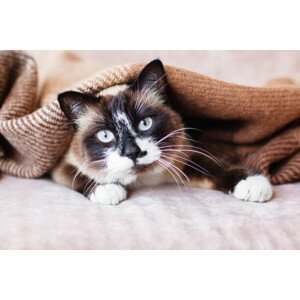Umělecká fotografie Cat in wool cozy blanket sitting on sofa, TatyanaGl, (40 x 26.7 cm)