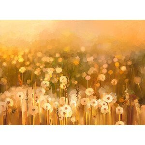 Ilustrace Oil painting daisy-chamomile flowers field  background, Nongkran_ch, (40 x 30 cm)