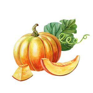 Ilustrace Orange pumpkin. Watercolor illustration on white background. Autumn harvest. Fresh vegetarian food., lyubovyaya, (40 x 35 cm)