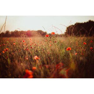 Umělecká fotografie Field of grass plants and poppies during sunset, Germany, thethomsn, (40 x 26.7 cm)