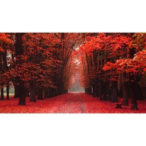 Umělecká fotografie easy way in the autumn park, jonnysek, (40 x 22.5 cm)