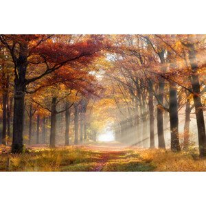 Umělecká fotografie Autumn forest, VanderWolf-Images, (40 x 26.7 cm)