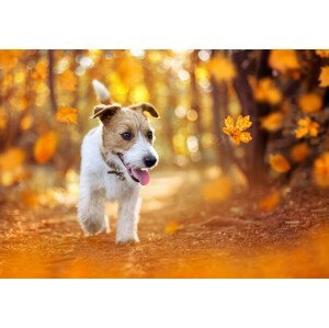 Umělecká fotografie Happy pet dog puppy walking in the forest, autumn concept, Wavetop, (40 x 26.7 cm)
