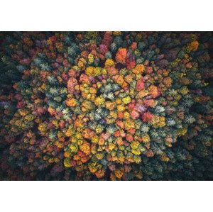 Umělecká fotografie Colorful Forest, borchee, (40 x 26.7 cm)
