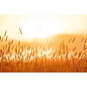 Umělecká fotografie bright sunlight over field, Vicki Smith, (40 x 26.7 cm)