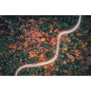Umělecká fotografie Autumn Drive, borchee, (40 x 26.7 cm)
