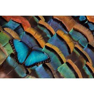 Umělecká fotografie Blue Morpho Butterfly on Oscellated Turkey Feather, Darrell Gulin, (40 x 26.7 cm)