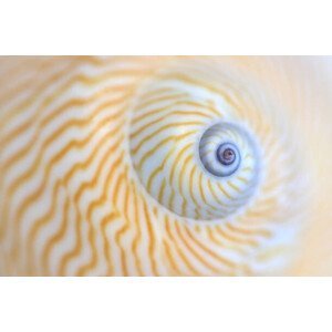 Umělecká fotografie Natica Lineata or moon snail macro, Zen Rial, (40 x 26.7 cm)