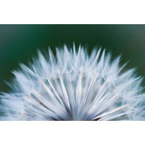 Umělecká fotografie Close up shot of dandelion flower, rushay booysen, (40 x 26.7 cm)