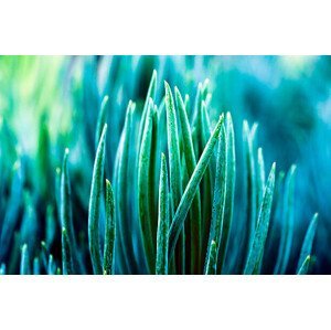 Umělecká fotografie Cactus Background, hulya-erkisi, (40 x 26.7 cm)